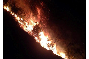 Cháy lớn tại rừng thông 30 tuổi ở Thanh Hóa
